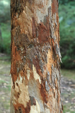 APII jpeg image of Eucalyptus racemosa  © contact APII