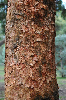 APII jpeg image of Corymbia watsoniana  © contact APII