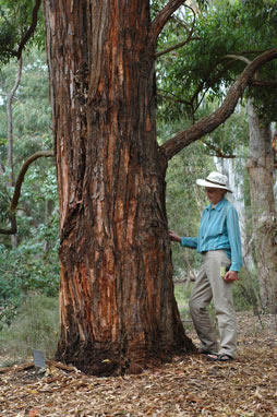 APII jpeg image of Eucalyptus microcorys  © contact APII