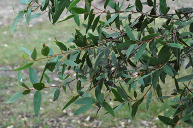 APII jpeg image of Eucalyptus sparsifolia  © contact APII