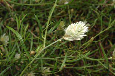 APII jpeg image of Ptilotus divaricatus  © contact APII