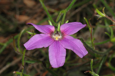 APII jpeg image of Scaevola ramosissima  © contact APII