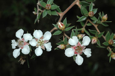 APII jpeg image of Leptospermum petraeum  © contact APII