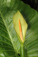 Alocasia macrorrhizos