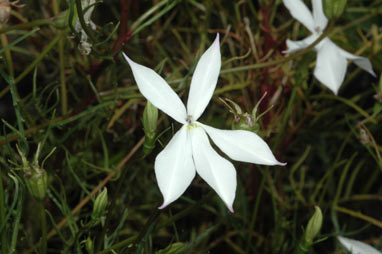 APII jpeg image of Isotoma anethifolia  © contact APII