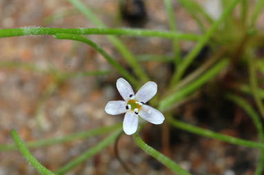 APII jpeg image of Limosella australis  © contact APII