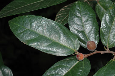 APII jpeg image of Ficus coronata  © contact APII