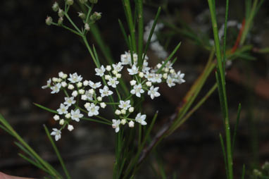 APII jpeg image of Platysace linearifolia  © contact APII