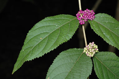 APII jpeg image of Callicarpa pedunculata  © contact APII