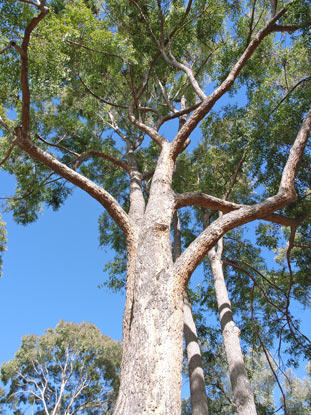 APII jpeg image of Eucalyptus cloeziana  © contact APII