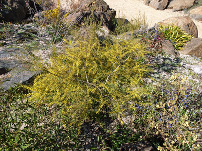 APII jpeg image of Acacia menzelii  © contact APII