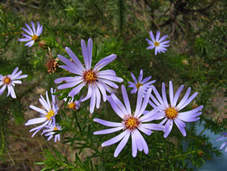 APII jpeg image of Olearia pimeleoides subsp. pimeleoides  © contact APII