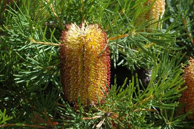 APII jpeg image of Banksia spinulosa 'Birthday Candles'  © contact APII