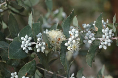 APII jpeg image of Eucalyptus crenulata  © contact APII