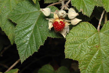 APII jpeg image of Rubus moluccanus var. trilobus  © contact APII