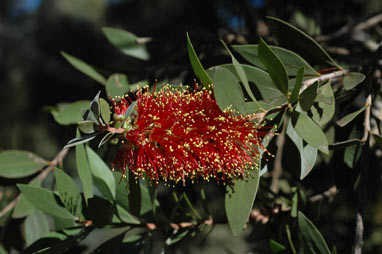 APII jpeg image of Callistemon polandii  © contact APII