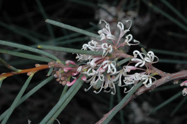 APII jpeg image of Hakea cycloptera  © contact APII