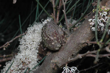 APII jpeg image of Hakea cycloptera  © contact APII