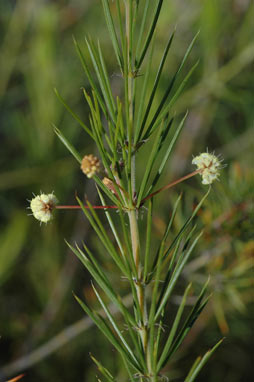 APII jpeg image of Acacia cedroides  © contact APII