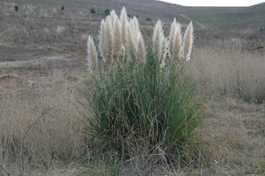 APII jpeg image of Cortaderia selloana  © contact APII