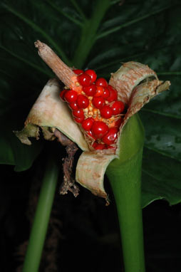 APII jpeg image of Alocasia brisbanensis  © contact APII