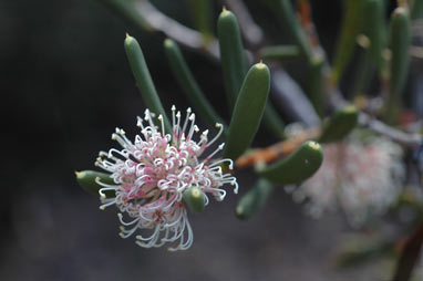 APII jpeg image of Hakea clavata  © contact APII