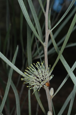 APII jpeg image of Hakea pycnoneura  © contact APII