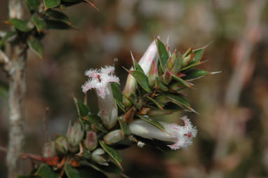 APII jpeg image of Leucopogon neo-anglicus  © contact APII