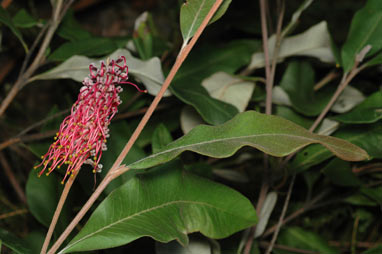 APII jpeg image of Grevillea macleayana  © contact APII