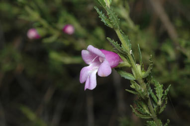 APII jpeg image of Prostanthera cryptandroides subsp. cryptandroides  © contact APII