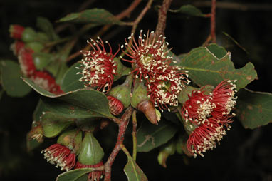 APII jpeg image of Eucalyptus utilis  © contact APII