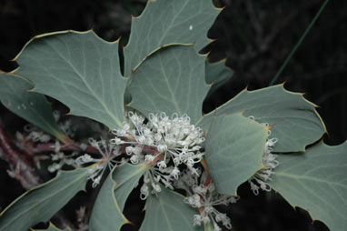 APII jpeg image of Hakea cristata  © contact APII