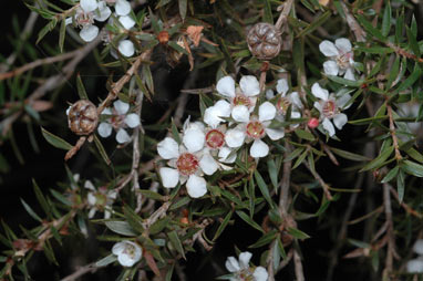 APII jpeg image of Leptospermum rupicola  © contact APII