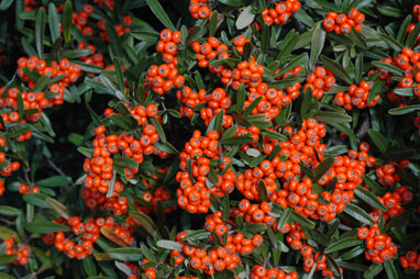 APII jpeg image of Pyracantha angustifolia  © contact APII