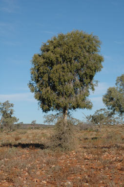 APII jpeg image of Flindersia maculosa  © contact APII