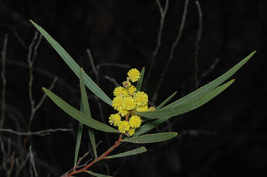 APII jpeg image of Acacia jennerae  © contact APII