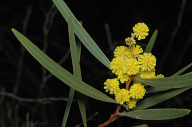 APII jpeg image of Acacia jennerae  © contact APII