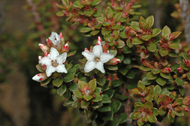 APII jpeg image of Epacris heteronema  © contact APII