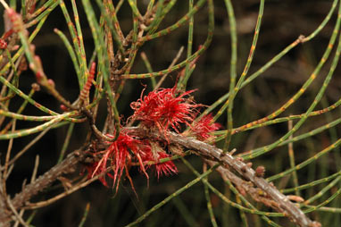 APII jpeg image of Allocasuarina nana  © contact APII