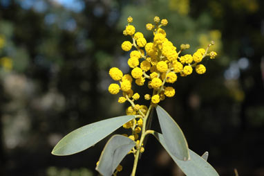 APII jpeg image of Acacia notabilis  © contact APII