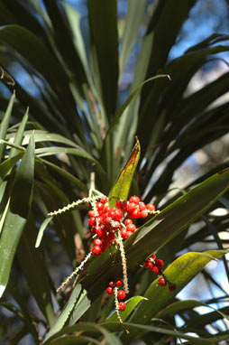 APII jpeg image of Cordyline congesta  © contact APII