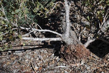 APII jpeg image of Hakea brownii  © contact APII