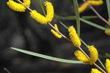 APII jpeg image of Acacia neurophylla  © contact APII