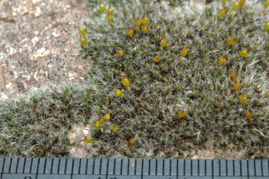 APII jpeg image of Grimmia laevigata  © contact APII