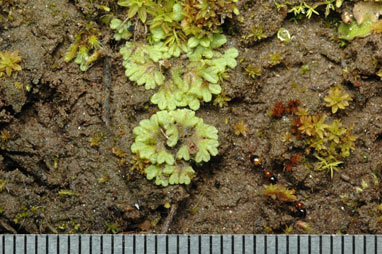 APII jpeg image of Riccia lamellosa  © contact APII