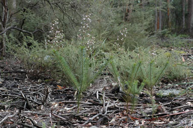 APII jpeg image of Stylidium laricifolium  © contact APII