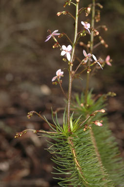 APII jpeg image of Stylidium laricifolium  © contact APII