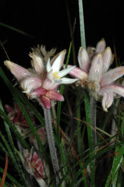 APII jpeg image of Conostylis setosa  © contact APII