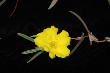 APII jpeg image of Hibbertia perfoliata  © contact APII