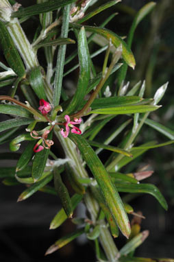 APII jpeg image of Grevillea quinquenervis  © contact APII